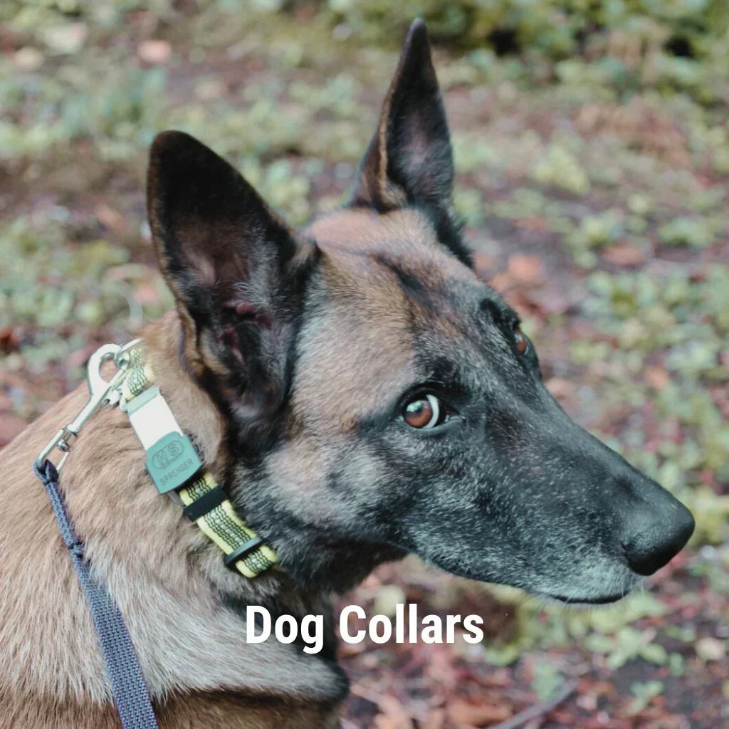 Dog Collars