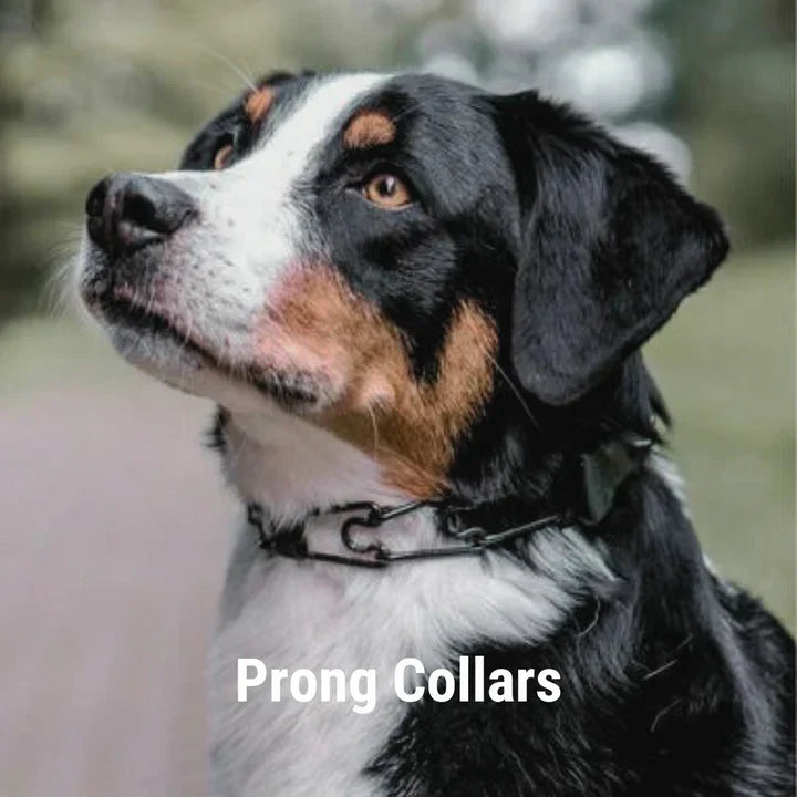 Prong Collars